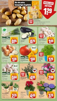 Pflanzen im aktuellen REWE Prospekt (Hannover) Pflanzen im REWE Prospekt "Dein Markt" mit 26 Seiten (Hannover)