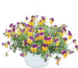 Viola Cornuta Ampel im aktuellen Thomas Philipps Prospekt