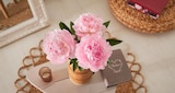 Bouquet de 3 pivoines en promo à 5,50 € chez Carrefour Bouquet de 3 pivoines dans le catalogue Carrefour