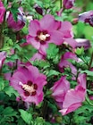 Hibiscus Syriacus en promo chez Super U Valence à 15,99 €