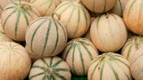 Melons à Norma dans Rixheim Melons à Norma dans Rixheim
