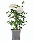 Pivoine en pot en promo chez Lidl Caen à 8,99 €