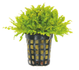 Maxi Zoo - Bon plan sur toutes les plantes Dennerle classique : offre du catalogue Promo Bon plan sur toutes les plantes Dennerle classique à dans le catalogue Maxi Zoo "Plongez dans un monde magique"