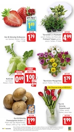 Aktueller E center Prospekt mit Tulpen, "Aktuelle Angebote", Seite 7