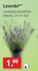 Lavendel Angebote bei Zimmermann Göttingen für 1,99 €