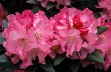 Promo Rhododendron à grandes fleurs à 14,99 € dans le catalogue Gamm vert à Arles
