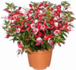 Geranien oder Fuchsien Angebote bei Netto Marken-Discount Freiburg für 1,49 €