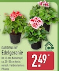 Edelgeranie von Gardenline im aktuellen ALDI Nord Prospekt