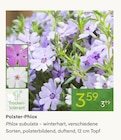 Pflanzen Kölle Teltow - Polster-Phlox Angebot im Prospekt Polster-Phlox bei Pflanzen Kölle im Teltow Prospekt für 3,59 €