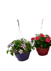 Calla bei EDEKA im Prospekt "" für 6,99 €