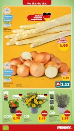 Gartenpflanzen im Penny Prospekt Gartenpflanzen im Penny Prospekt "Wer günstig will, muss Penny." auf Seite 7