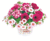 toom Baumarkt Felixsee - Sommerblumen "Trio Confetti" Angebot im Prospekt Sommerblumen "Trio Confetti" bei toom Baumarkt im Felixsee Prospekt für 3,99 €