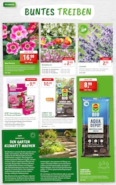 Aktueller ZG Raiffeisen Prospekt mit Lavendel, "SCHÖNES FÜR BALKON, GARTEN & GUTE LAUNE", Seite 2