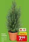 Zucker-hutfichte Angebote bei Netto Marken-Discount Dessau-Roßlau für 7,99 €