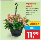 Dipladenia Ampel im aktuellen Netto Marken-Discount Prospekt