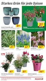 Blumentopf im toom Baumarkt Prospekt in Solingen Aktueller toom Baumarkt Prospekt mit Blumentopf, "Respekt, wer's selber macht.", Seite 13