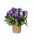 Eustoma - Lidl à Levallois-Perret Eustoma en promo chez Lidl Levallois-Perret à 1,65 €