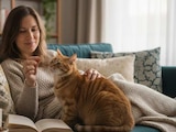 Katzen Nassnahrung im Angebot bei EDEKA in Flensburg Katzen Nassnahrung Angebote von Sheba bei EDEKA Flensburg für 0,49 €