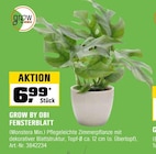 Aktuelle Zimmerpflanzen Angebote bei OBI in Stuttgart Aktuelles Fensterblatt Angebot bei OBI in Stuttgart ab 6,99 €