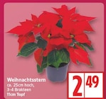 Weihnachtsstern für 2,49 € bei EDEKA im Angebot Weihnachtsstern im aktuellen EDEKA Prospekt