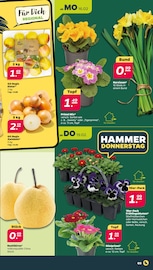 Stiefmütterchen im Netto mit dem Scottie Prospekt in Elmshorn Aktueller Netto mit dem Scottie Prospekt mit Stiefmütterchen, "Günstig. Besser. Für Dich.", Seite 3