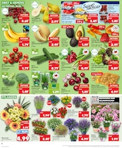 Stauden im Kaufland Prospekt in Kaiserslautern Aktueller Kaufland Prospekt mit Stauden, "Aktuelle Angebote", Seite 10