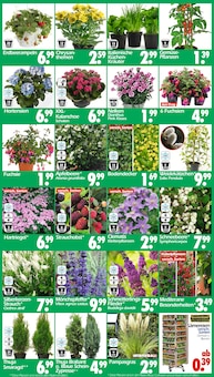 Chrysantheme im aktuellen Wreesmann Prospekt (Dresden) Chrysantheme im Wreesmann Prospekt "DEIN SAISON- & SONDERPOSTENMARKT!" mit 20 Seiten (Dresden)
