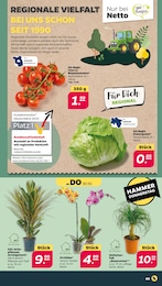 Netto mit dem Scottie Eisbergsalat im Prospekt Netto mit dem Scottie Eisbergsalat im Prospekt