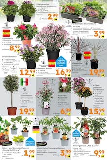 Blumen im Globus-Baumarkt Prospekt "Immer eine Idee besser" mit 18 Seiten (Saarbrücken)