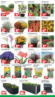 Orchidee im aktuellen Wreesmann Prospekt (Dresden) Orchidee im Wreesmann Prospekt "DEIN SAISON- & SONDERPOSTENMARKT!" mit 12 Seiten (Dresden)