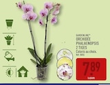 Orchidée phalaenopsis 2 tiges - GARDENLINE - Aldi à Perpignan Orchidée phalaenopsis 2 tiges - GARDENLINE en promo chez Aldi Perpignan à 7,89 €