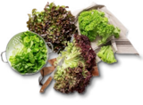 Dtsch. Kopfsalat für 0,79 € bei Kaufland im Angebot Dtsch. Kopfsalat im aktuellen Kaufland Prospekt