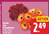Germini für 2,49 € bei EDEKA im Angebot Germini im aktuellen EDEKA Prospekt