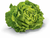 Kopfsalat im Angebot bei Netto Marken-Discount in Jena Kopfsalat Angebote von HEIMAT bei Netto Marken-Discount Jena für 0,88 €