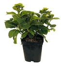 Hortensia de jardin en promo chez Truffaut Hortensia de jardin dans le catalogue Truffaut