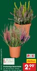 Dreifarbige Besenheide im Angebot bei Netto Marken-Discount in Delmenhorst Dreifarbige Besenheide Angebote von Beauty Ladies bei Netto Marken-Discount Delmenhorst für 2,99 €
