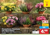 Chrysantheme Angebote bei Netto Marken-Discount Stralsund für 4,99 €