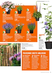 Salbei Angebot & Preis im aktuellen OBI Prospekt Salbei Angebot im aktuellen OBI Prospekt auf Seite 11