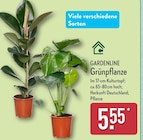 Grünpflanze von GARDENLINE im aktuellen ALDI Nord Prospekt für 5,55 €