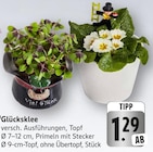 Glücksklee bei EDEKA im Teningen Prospekt für 1,29 €