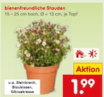 Aktuelle Pflanzen Angebote bei Netto Marken-Discount in Aachen Aktuelles Bienenfreundliche Stauden Angebot bei Netto Marken-Discount in Aachen ab 1,99 €