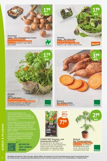 Salat im tegut Prospekt "tegut… gute Lebensmittel" mit 24 Seiten (München)