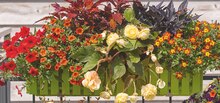 Buntnessel (Coleus) bei OBI in Neunkirchen Buntnessel (Coleus) im Angebot bei OBI Neunkirchen für 2,49 €