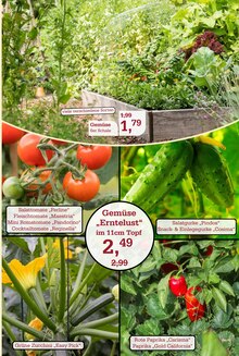 Paprika im Garten-Center Nordharz GmbH & Co. KG Prospekt "Wo Farben wachsen und Freude blüht!" mit 16 Seiten (Hildesheim)