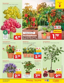 Obstbaum im Netto Marken-Discount Prospekt "Aktuelle Angebote" mit 59 Seiten (Rostock)
