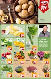 Pflanzen im REWE Prospekt in Brühl Aktueller REWE Prospekt mit Pflanzen, "Dein Markt", Seite 13