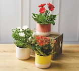 Plante fleurie en promo chez Super U Nantes à 6,99 €