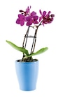 Mini orchidée dans le catalogue Lidl