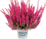 Glockenheide für 3,79 € bei Globus-Baumarkt im Angebot Glockenheide im aktuellen Globus-Baumarkt Prospekt