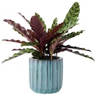 Jardiland Brétigny-sur-Orge - Promo Pot "Capri" Promo Pot "Capri" à 12,99 € dans le catalogue Jardiland à Brétigny-sur-Orge
